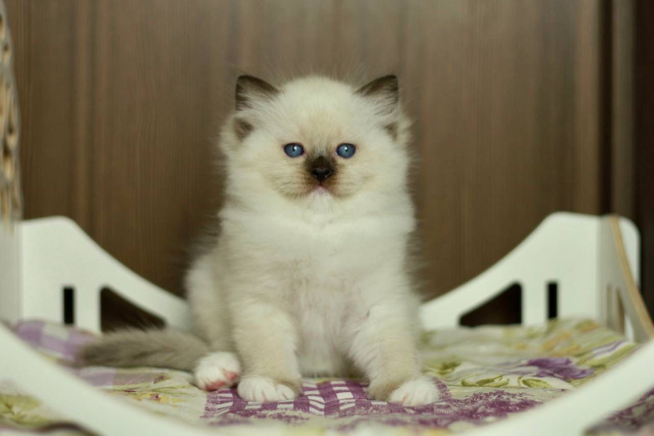 WhatsApp Image 2026-03-31 at 12.09.56 (2)