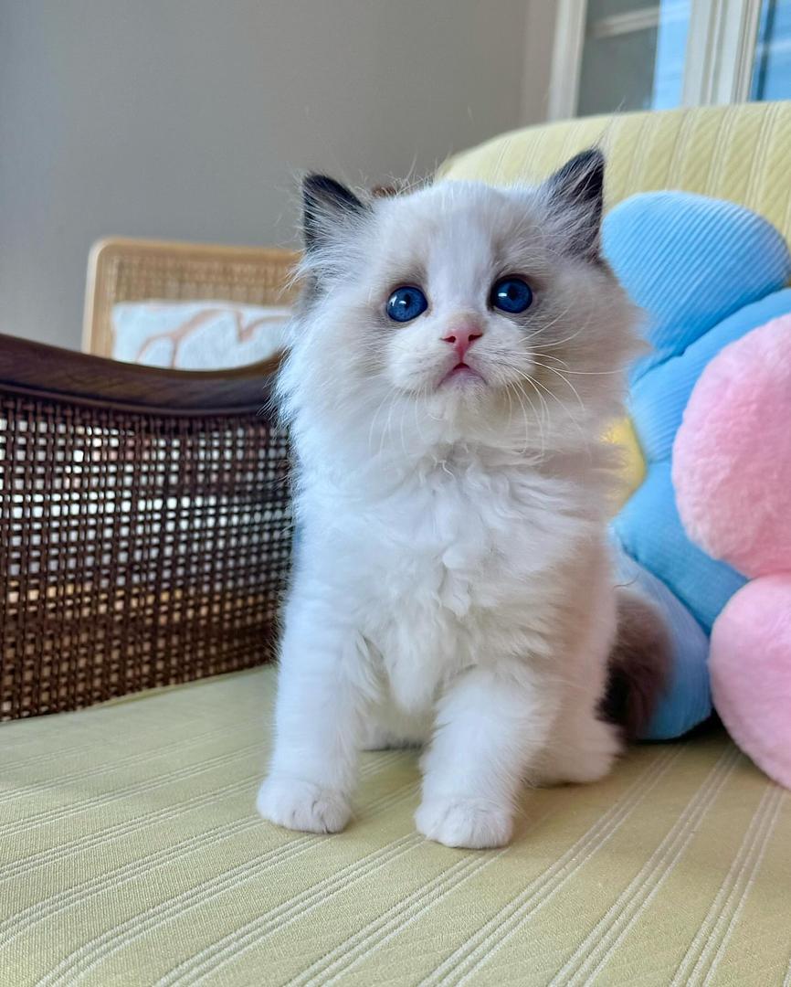 WhatsApp Image 2026-04-03 at 16.19.46 (1)